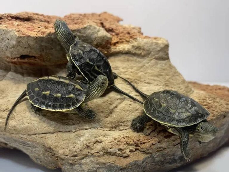 Terrarium na wymiar Poznań – kiedy gotowy zbiornik nie wystarczy