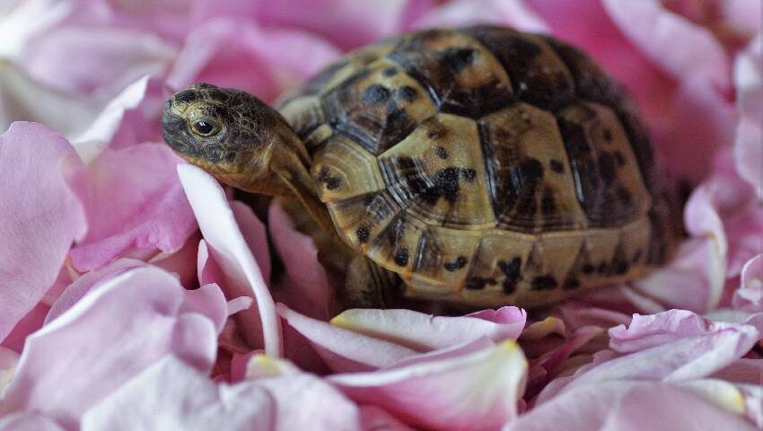 żółw lądowy ze sklepu Turtles.pl